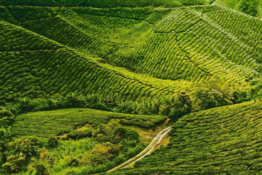 Camlodge Budget Hotel Cameron Highlands Exterior foto